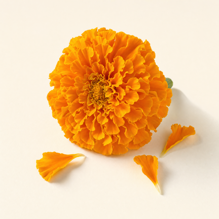 Lutein