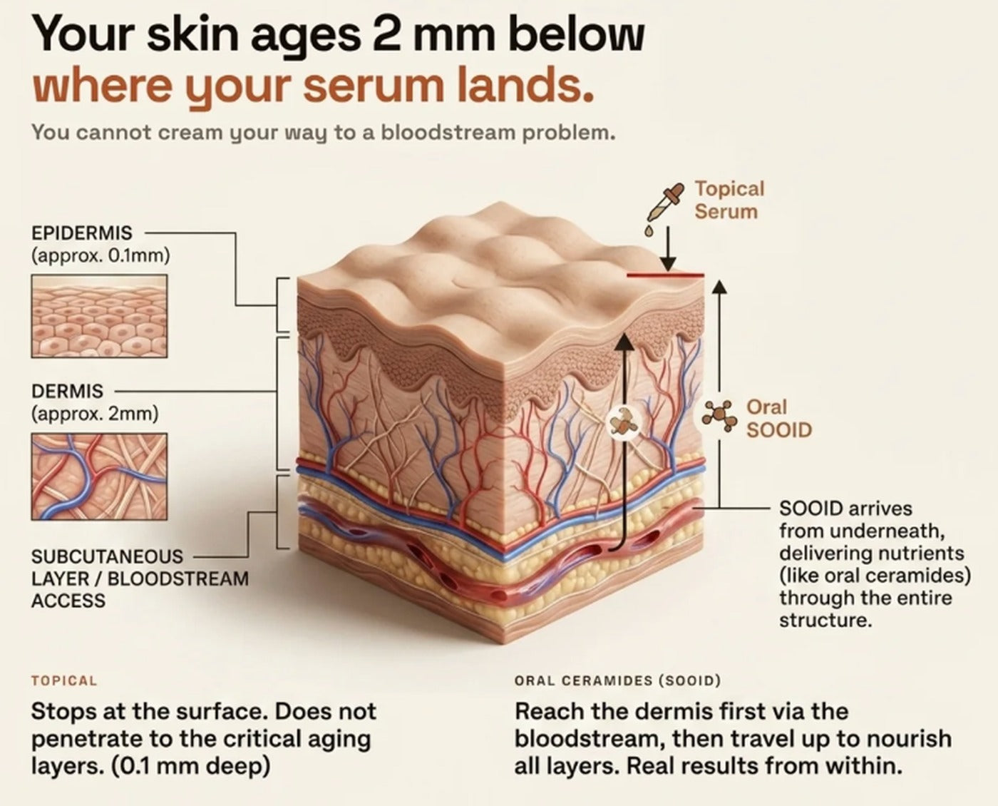 Beschrifteter Hautquerschnitt: Epidermis ca. 0.1mm, Dermis ca. 2mm, Unterhautgewebe und Blutkreislauf. Ein äußerlich angewendetes Serum bleibt an der Oberfläche. Oral eingenommenes SOOID gelangt von unten über den Blutkreislauf dorthin und wandert nach oben.